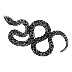 Texas Night Snake hand drawing vector isolated on background.	