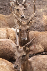 deer in the forest