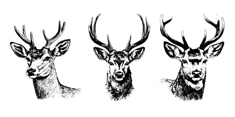 portrait realistic deer tattoo isolated black and white vector clip art background. emblem portrait realistic deer tattoo isolated black and white vector clip art background.