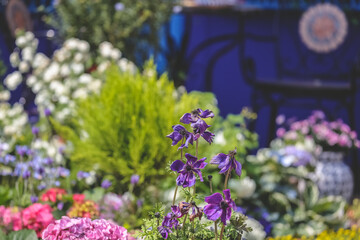 a color Hydrangea garden, Blooming In Park