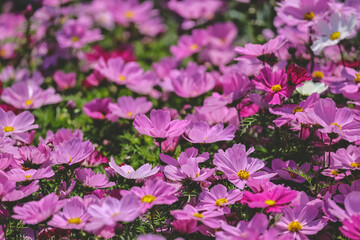 A large Galsang flower blooming in spring