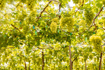 Agriculture, green grape farm, Thompson variety with a delicious, sweet and sour taste, growing and yielding a lot.