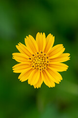 Obraz premium Macro close-up of a small chrysanthemum