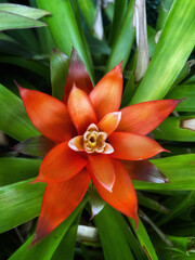 Fototapeta premium close-up photo of orange flowers