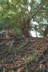 a hiking trail. The old and broken concrete stairs