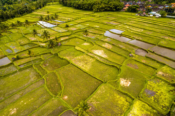 Aerial view of Desa mancingan rice field in Gianyar Regency, Bali, Indonesia