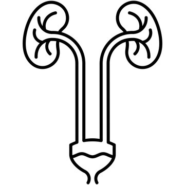 urology icon, line icon style, urinary system symbol vector stock.