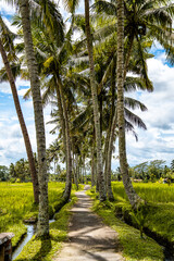 Desa mancingan rice field in Gianyar Regency, Bali, Indonesia