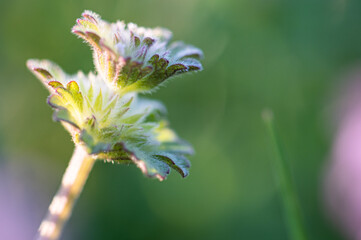 Close-up of common Henbit plant, blurred background