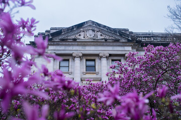 Purple Magnolias