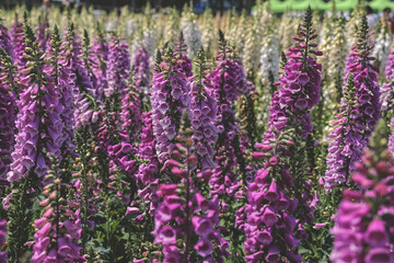 Obraz premium a Foxglove flowers, Fresh blooming at spring