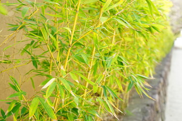 Bamboo Grove in Japan -  日本 竹林
