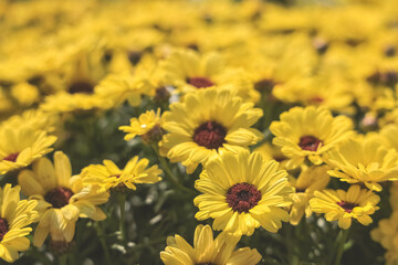 the Argyranthemum frutescens, yellow flowers in full bloom