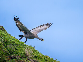 Goose Takes Off