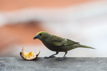 Palm Tanager eating a fruits on a balcony of an apartment in the city center
