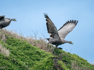 Goose Chasing Wings Up