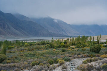 Fototapeta premium beautiful scenery: mountains and trees in Yarab Tso valley, Leh Ladakh - India