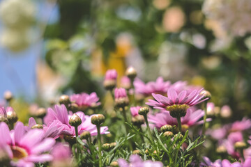 Zinnia flowers blooming in the garden at a sunny day