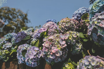 a color Hydrangea garden, Blooming In Park