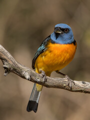 BIRD HD PHOTOGRAPHY WILDLIFE FAUNA FLORA INCREDIBLE WILD