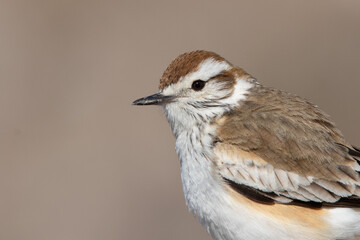 BIRD HD PHOTOGRAPHY WILDLIFE FAUNA FLORA INCREDIBLE WILD
