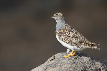 BIRD HD PHOTOGRAPHY WILDLIFE FAUNA FLORA INCREDIBLE WILD