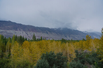 beautiful scenery: mountains and trees in Yarab Tso valley, Leh Ladakh - India