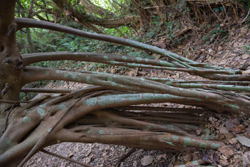 苔の生えた根が張り巡らされた木