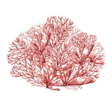 Sea plants, coral watercolor illustration isolated on white background. Pink agar agar seaweed, phyllophora hand drawn. Design element for package, label, advertising, wrapping, marine collection