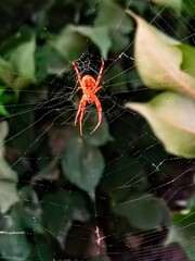 spider on web