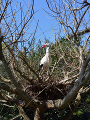 コウノトリの巣、市川市動植物園にて