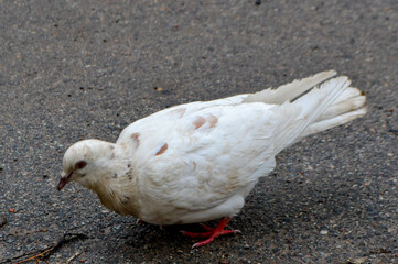 The tail of a bird. A pigeon is walking on the ground with the word pigeon on it. High quality photo