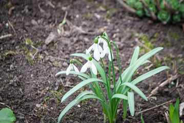 Nature photography white snowdrop flowers. Flowers with white buds on a landscape meadow. High quality photo