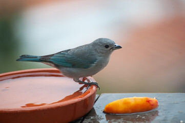 Sayaca Tanager feeding on fruit on an apartment balcony