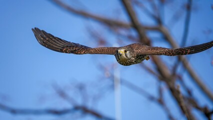 獲物めがけて急降下する子育て中のチョウゲンボウ メス
