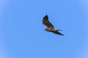 青空バックに悠然と飛ぶチュウヒ