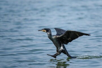 着水寸前のカワウの飛翔シーン