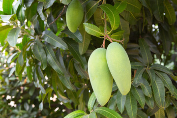 ripening mango fruits on the tree