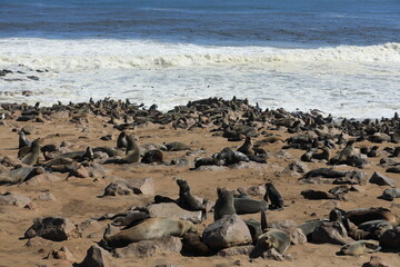 Fototapeta na wymiar Thousands of seals in Namibia, Capecross