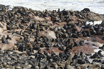 Thousands of seals in Namibia, Capecross