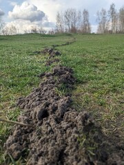 Obraz premium A mound of earth dug by a mole underground
