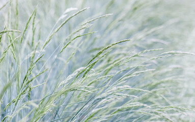 Background from decorative grass Blue fescue. Spikelets of Festuca glauca