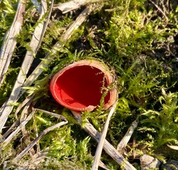 Austrian sarcoscifa, or "s scarlet elf bowl" (lat. Sarcoscypha austriaca) is a species of marsupial fungus of the genus Sarcoscypha