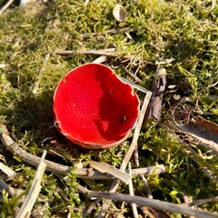 Red mushroom 