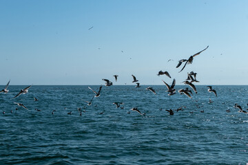 Aves volando sobre la mar casando peces en las islas ballestas en paracas