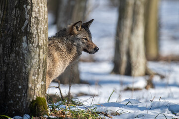 Wolf in the forest up close. Wild animal in the natural habitat