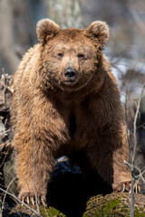 Fototapeta na wymiar Wild adult Brown Bear (Ursus Arctos) in the spring forest
