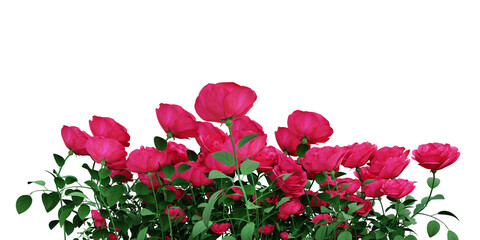 Red rose on transparent background, flowers plant, 3d render illustration.