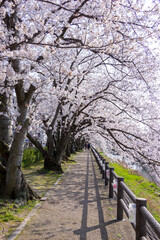 袋川添いの満開の桜 鳥取県 鳥取市