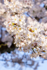 袋川添いの満開の桜 鳥取県 鳥取市